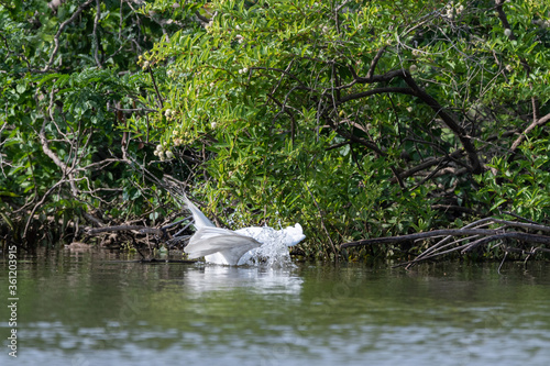 Great White Egret diving after fish