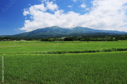 山形庄内平野 初夏 田園風景と鳥海山