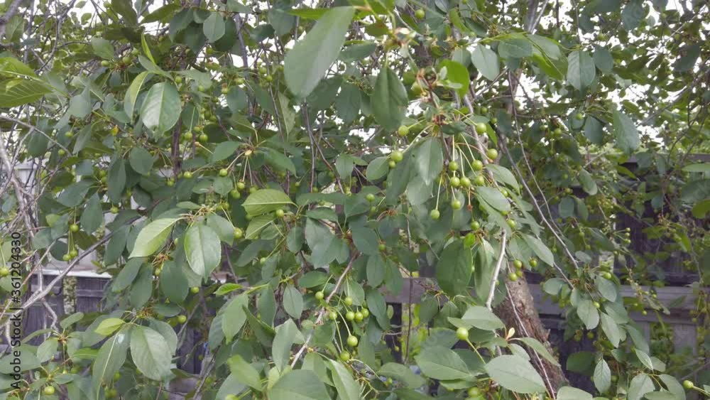 Green unripe cherry berries on the branches in the garden Green unripe cherry berries on the branches in the garden