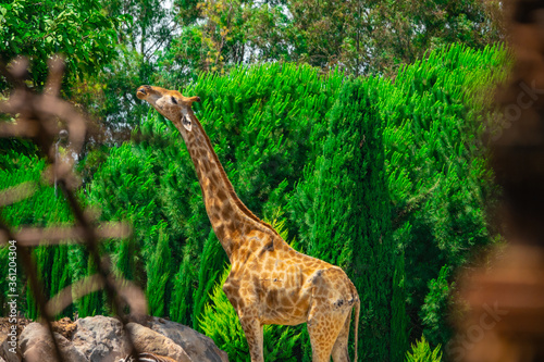 Photography Giraffes eat leaves from the trees