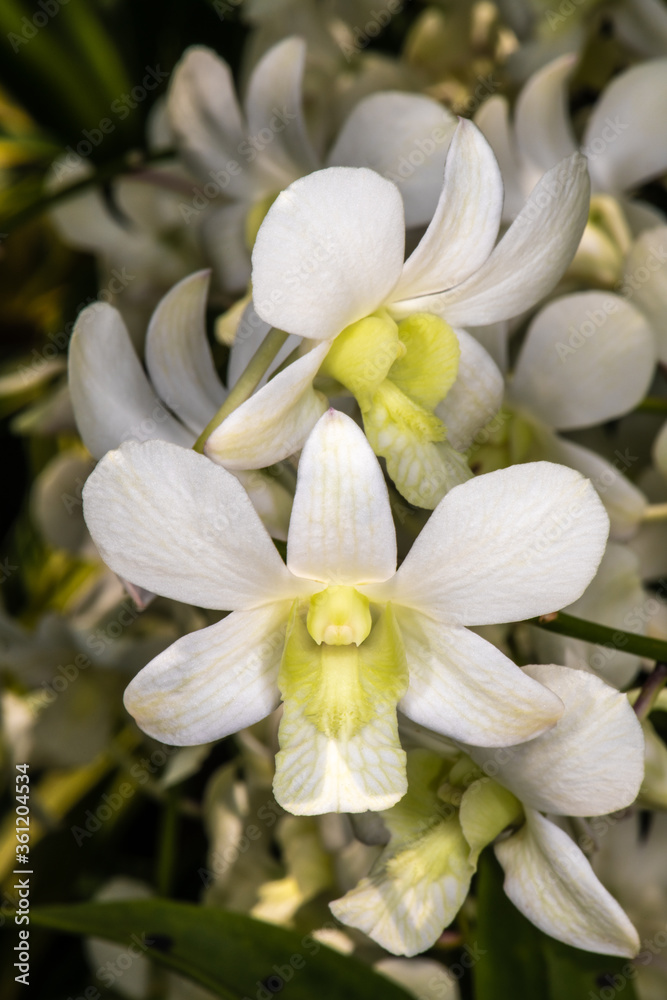 Dendrobium Orchid 'Shavin White' Dendrobium Orchid 'Shavin White'