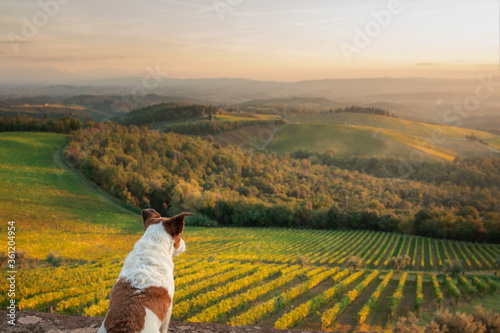 Wallpaper Mural travel dog. Jack Russell Terrier looks at the landscape in Tuscany. Vineyards, fields, hills Torontodigital.ca