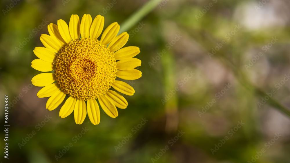 Cota tinctoria or golden marguerite or yellow chamomile a perennial flowering plant in the sunflower family macro close up Cota tinctoria or golden marguerite or yellow chamomile a perennial flowering plant in the sunflower family macro close up
