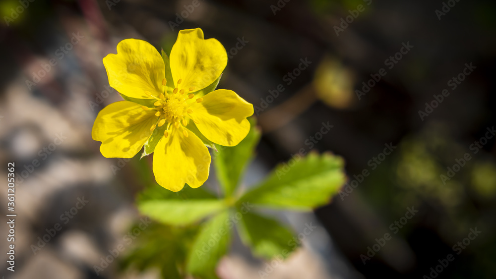 Potentilla reptans known as the creeping cinquefoil or European fivefinger a flowering plant in the family Rosaceae Potentilla reptans known as the creeping cinquefoil or European fivefinger a flowering plant in the family Rosaceae