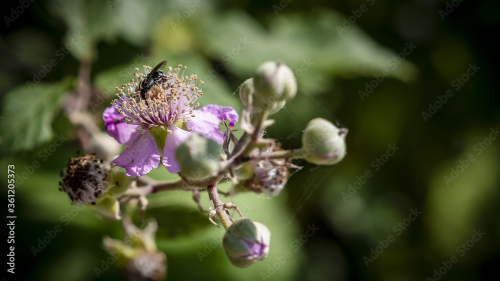 wild purple flower of dewberry plant in June macro close up wild purple flower of dewberry plant in June macro close up