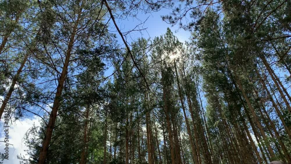 Treetops rustle in the forest in the wind. Blue sky. Pine forest Treetops rustle in the forest in the wind. Blue sky. Pine forest