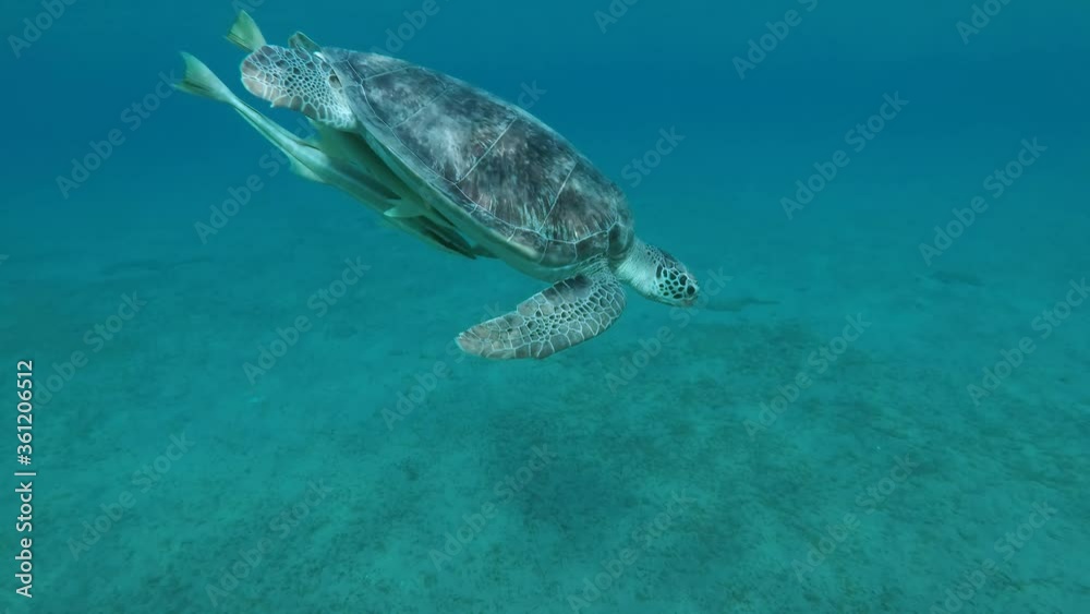 Young Sea turtle slowly swims down in blue water, takes a breath and dives to the bottom. Green Sea Turtle (Chelonia mydas), Red Sea, Egypt Young Sea turtle slowly swims down in blue water, takes a breath and dives to the bottom. Green Sea Turtle (Chelonia mydas), Red Sea, Egypt