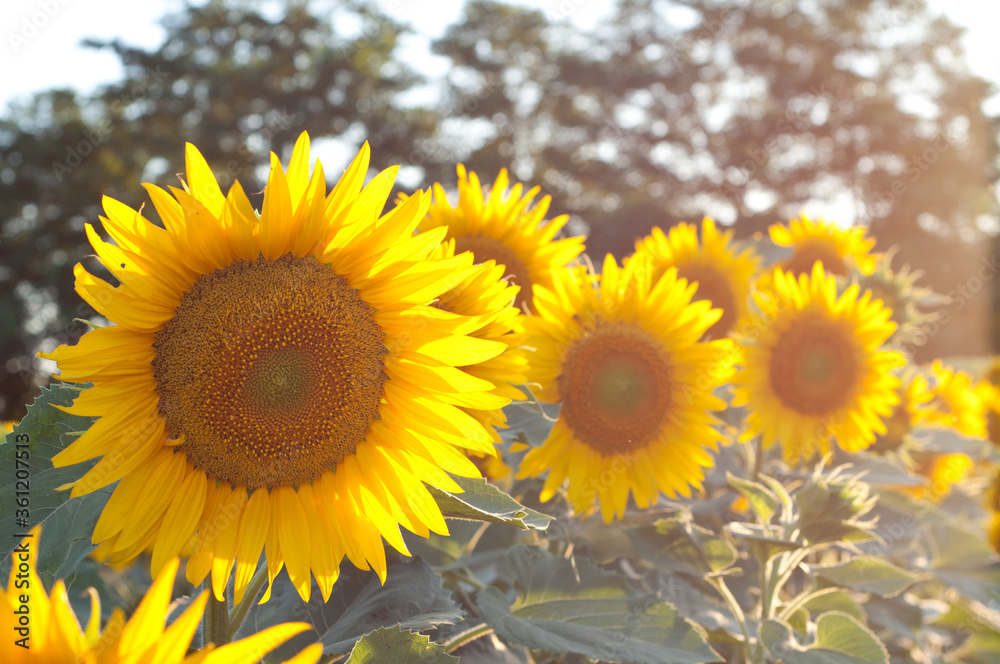 Sunflower flowers in the field. Bright yellow flowers in the summer. Agriculture. Organic farming. Sunflower flowers in the field. Bright yellow flowers in the summer. Agriculture. Organic farming.