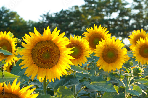 Fototapeta Naklejka Na Ścianę i Meble -  Sunflower flowers in the field. Bright yellow flowers in the summer. Agriculture. Organic farming.