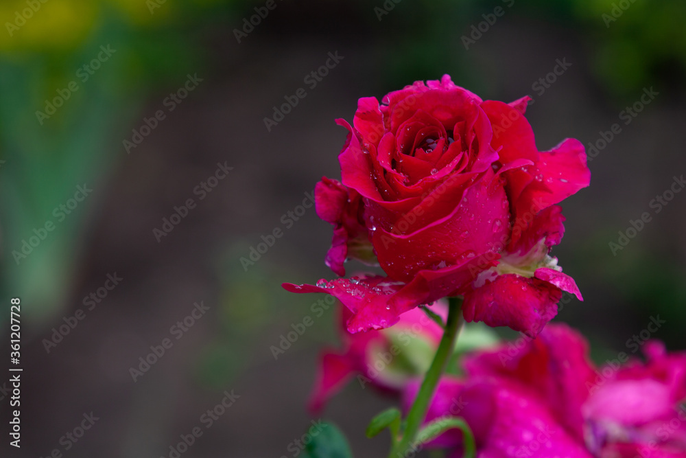 Red garden rose bud covered with raindrops Red garden rose bud covered with raindrops