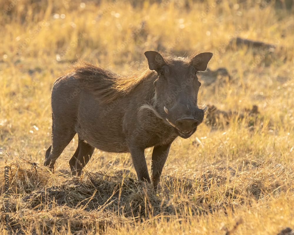 Fototapeta premium Warthog in golden light with a smile