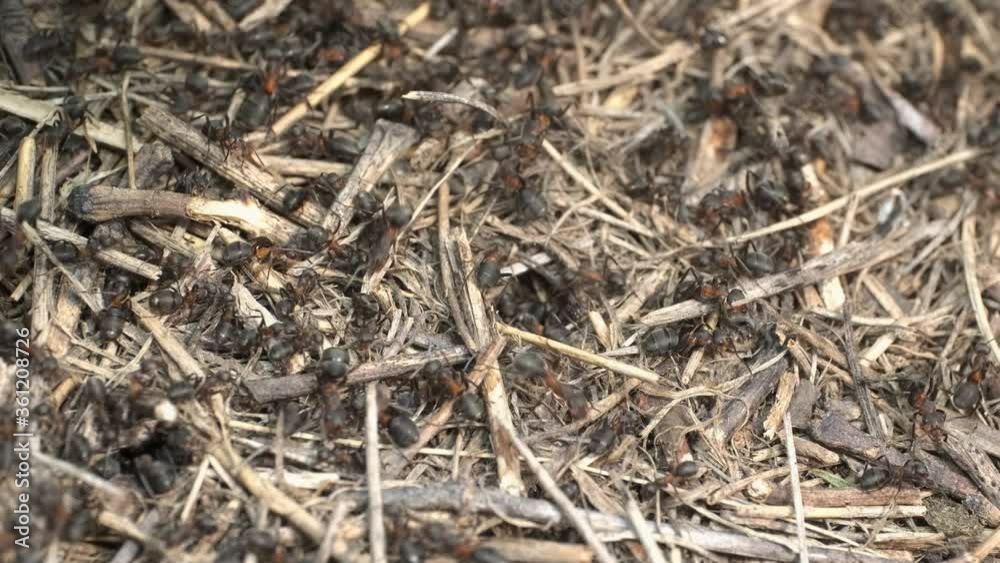 Close-up of large colony of ants in anthill. 4K– 60fps Close-up of large colony of ants in anthill. 4K– 60fps