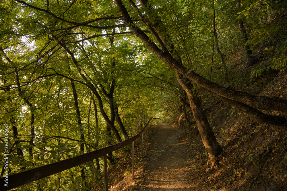 autumn September forest nature photography landscape dirt trail path way between trees fence