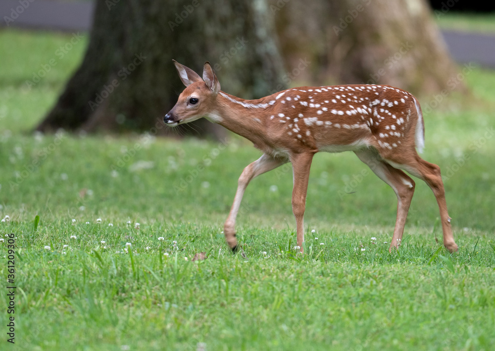 White-tailed deer fawn in an open meadow White-tailed deer fawn in an open meadow