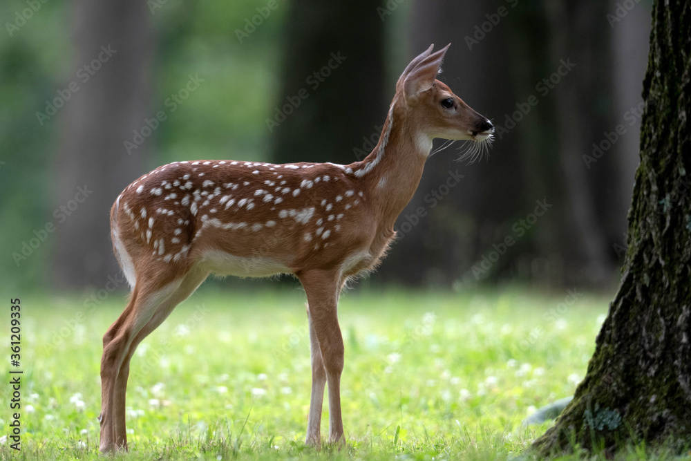 White-tailed deer fawn in an open meadow White-tailed deer fawn in an open meadow