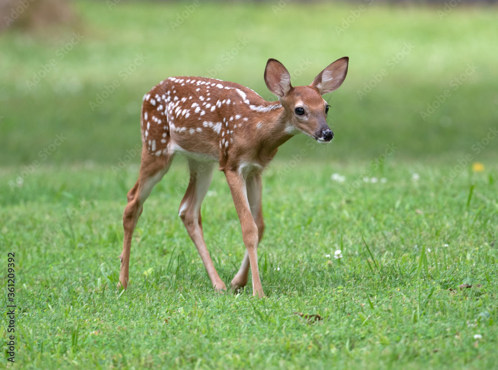 White-tailed deer fawn in an open meadow White-tailed deer fawn in an open meadow