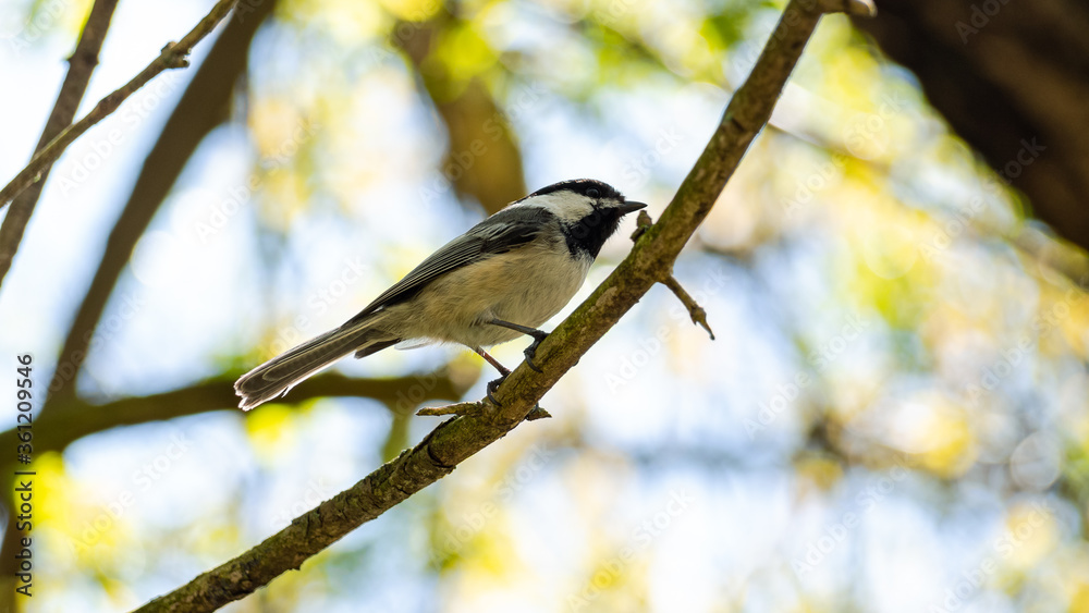 Obraz premium OLYMPUS DIGITAL CAMERA