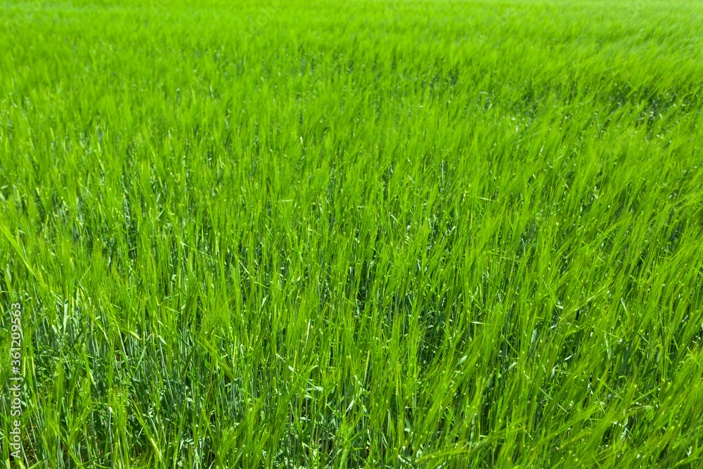 Bright green grass close-up, used as a background or texture, soft focus Bright green grass close-up, used as a background or texture, soft focus