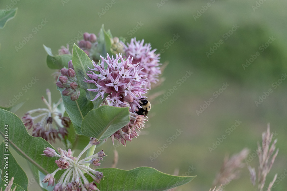 Carpenter bee pollinating on a purple flower in colorado Carpenter bee pollinating on a purple flower in colorado