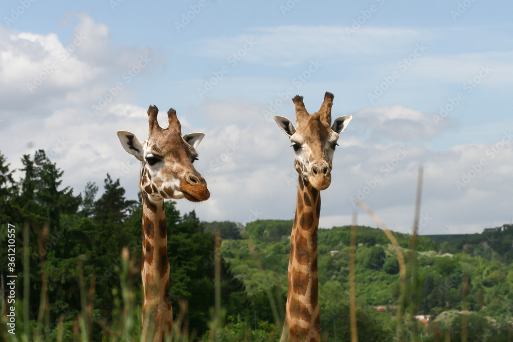 portrait of a two giraffes