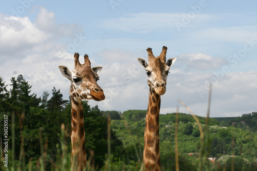 Obraz na płótnie portrait of a two giraffes w salonie