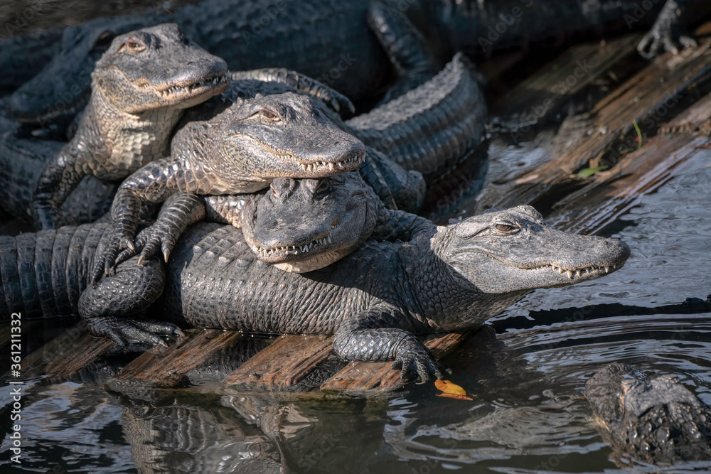 Obraz premium Young alligators stacked on top of each other soaking up the sun while floating on a dock