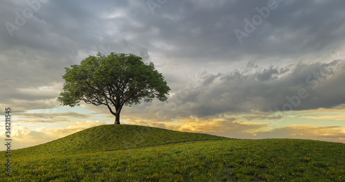 Lonely tree on a hill in the dusk 