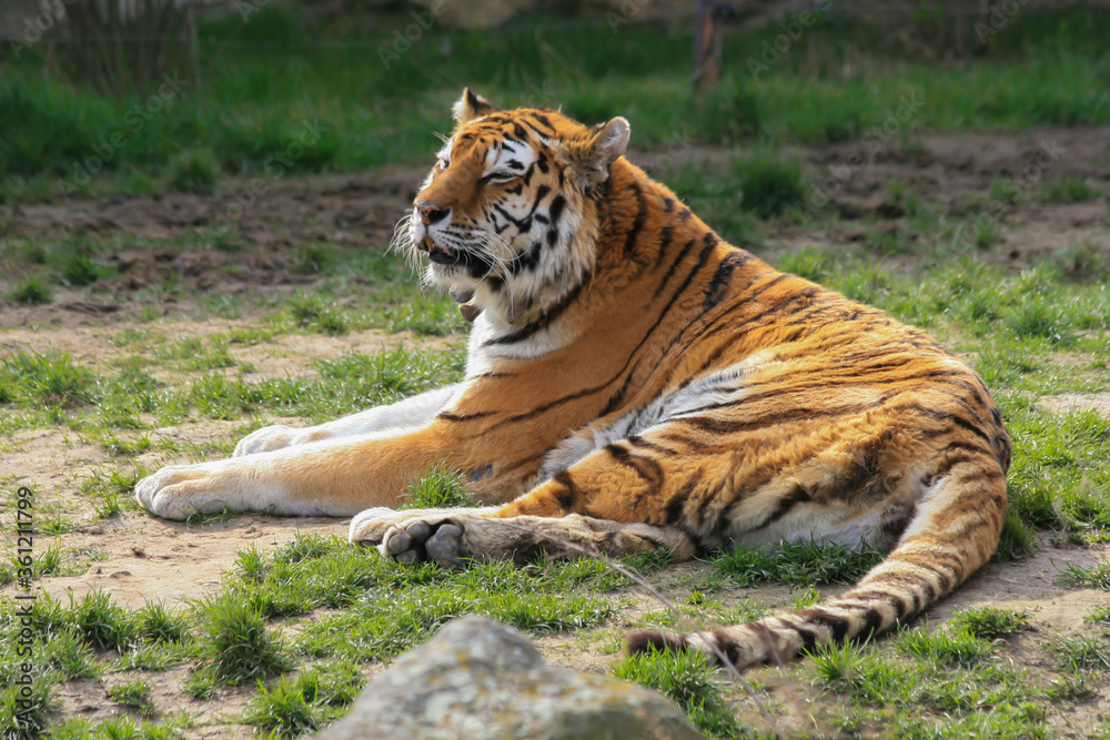 Obraz premium tiger in the forest