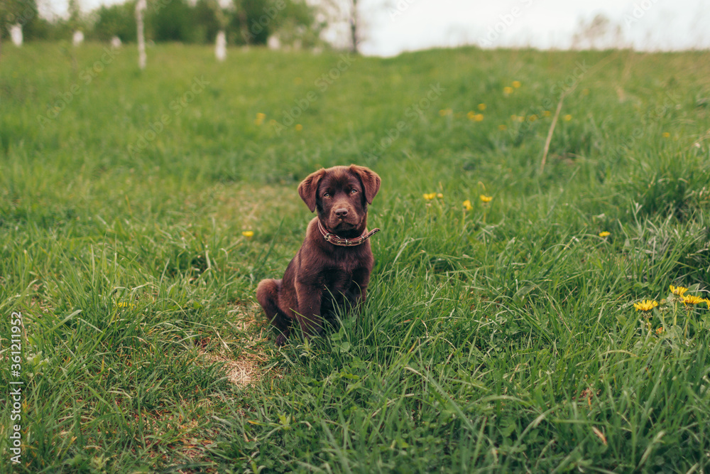 A dog lying on top of a grass covered field