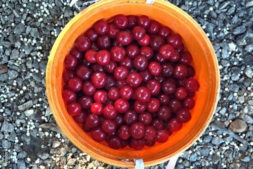 Many washed ripe red cherries in a bucket, nice food