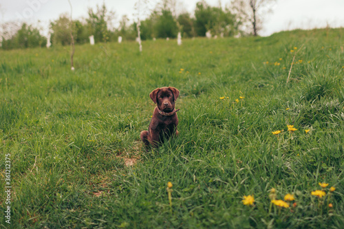 A dog sitting on top of a lush green field