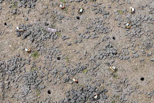 Canvas Print Porcelain fiddler crabs (Uca annulipes)