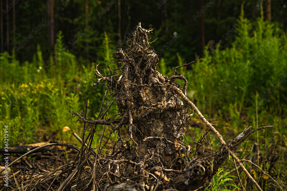 driftwood in the ground against the background of forest and green grass driftwood in the ground against the background of forest and green grass