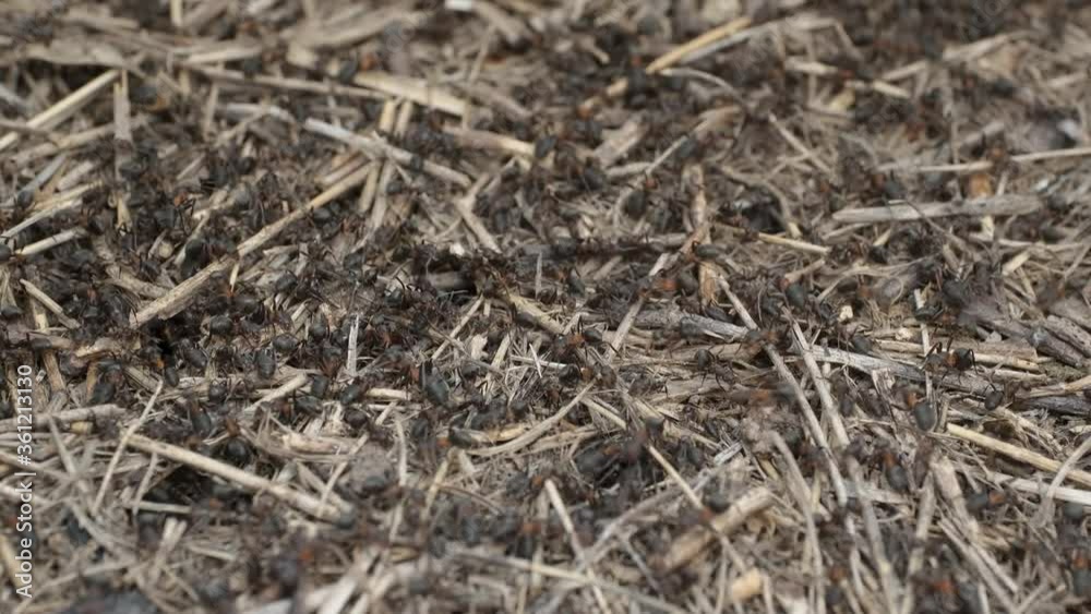 Close-up of large colony of ants in anthill. 4K– 60fps Close-up of large colony of ants in anthill. 4K– 60fps