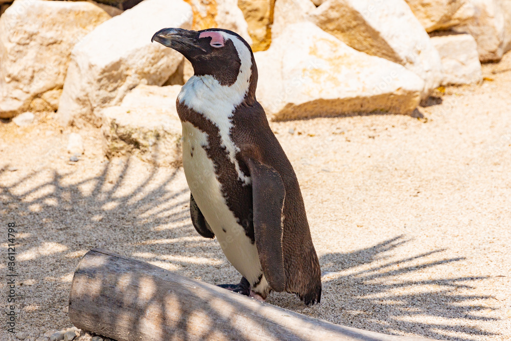 Obraz premium Schöne Tiere im Zoo bei Tag 