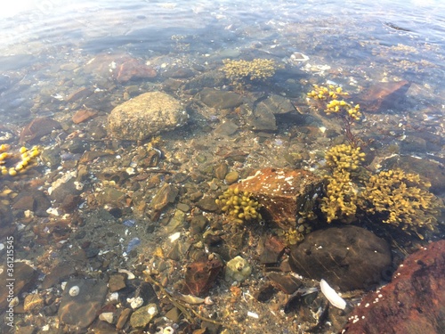 View of underwater life and seaweed
