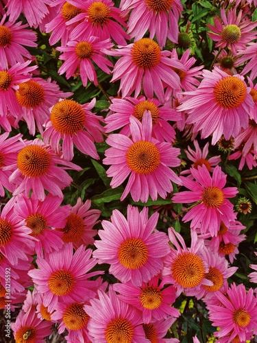 bouquet of flowers