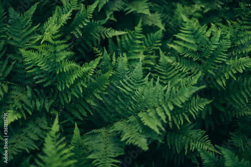 A group of palm trees on a leaf