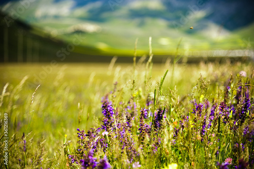 The beginning of flowering around Castelluccio di Norcia  June 2020   fields in lavish color  with red poppies  yellow rapeseed and other flowers.