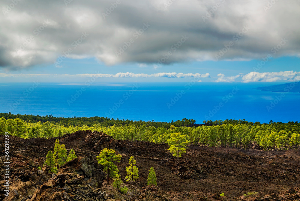 Fototapeta premium Landscape with pine grove, mountains, sea