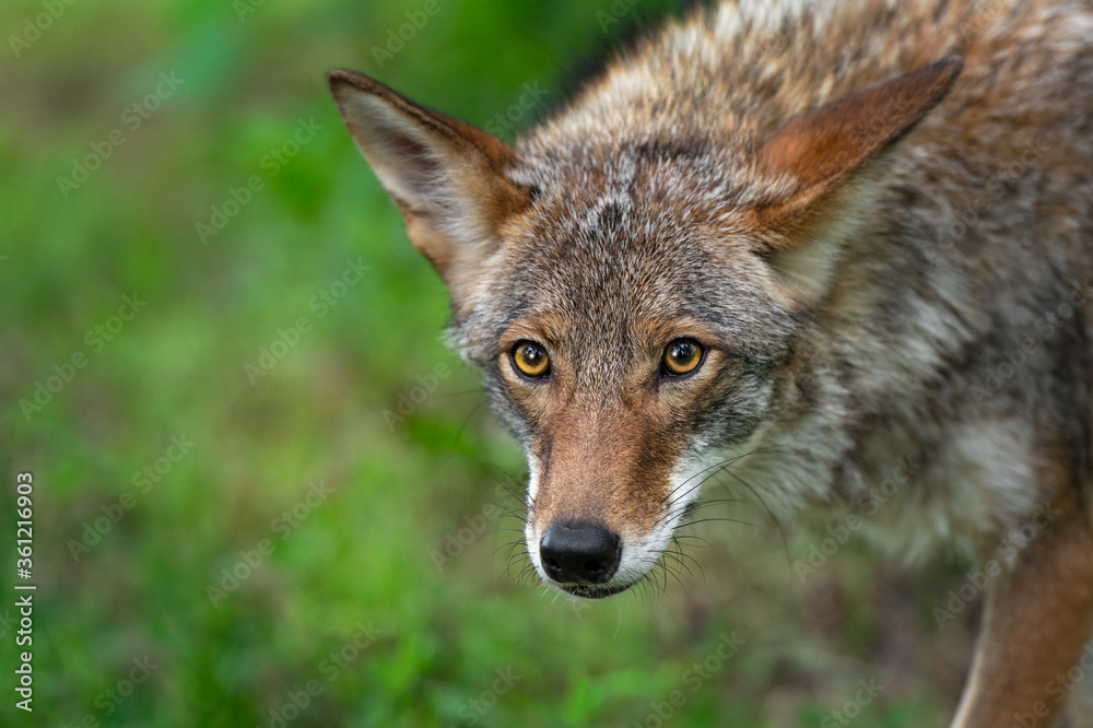 Adult Coyote (Canis latrans) Stares Out Ears to Sides Summer Adult Coyote (Canis latrans) Stares Out Ears to Sides Summer