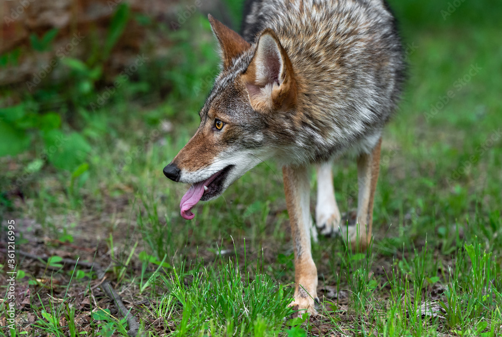 Adult Coyote (Canis latrans) Looks Left Tongue Out Summer