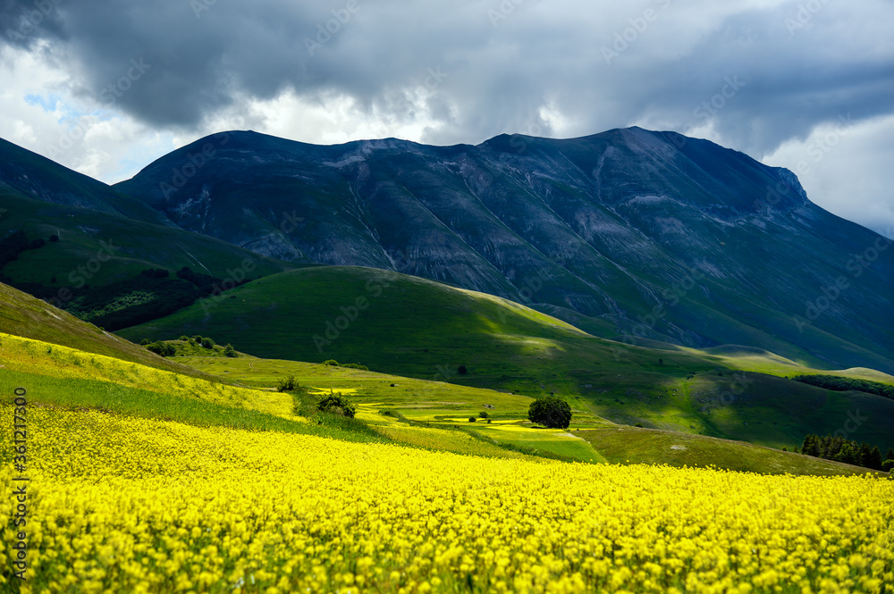 Beginning of flowering near Castelluccio di Norcia (June 2020): fields in lavish color, Monte Vettore in the background, impressive natural scenery.