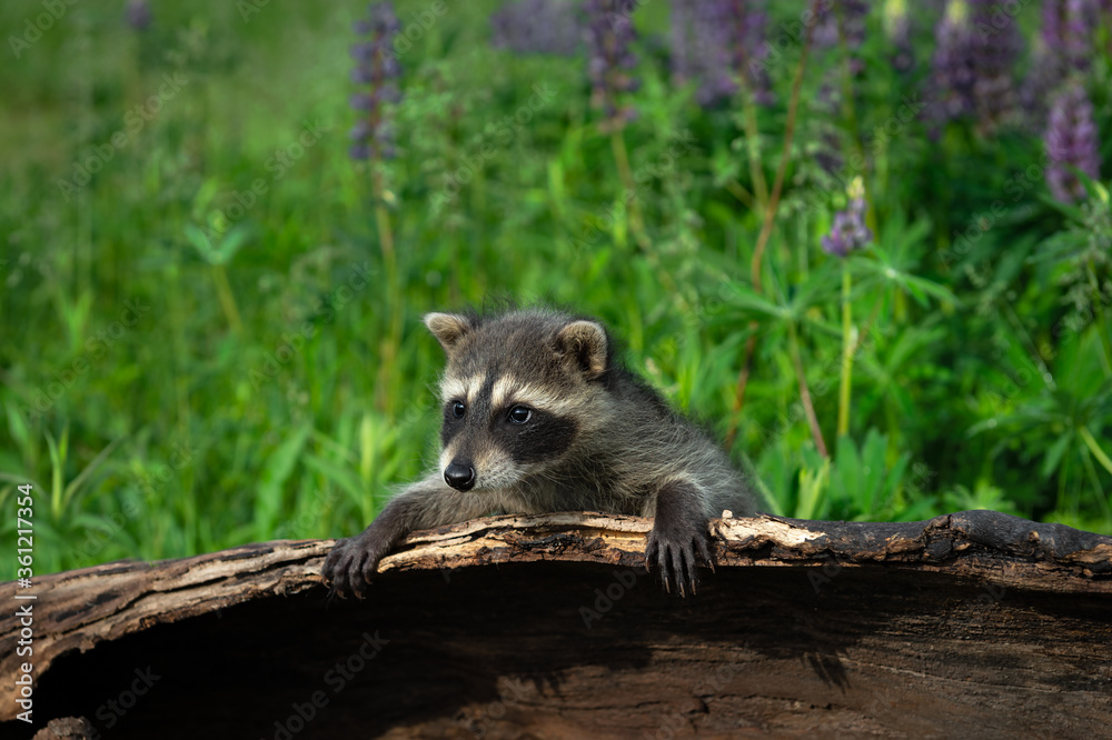 Fototapeta premium Raccoon (Procyon lotor) Leans Over Side of Log Lupine Behind Summer