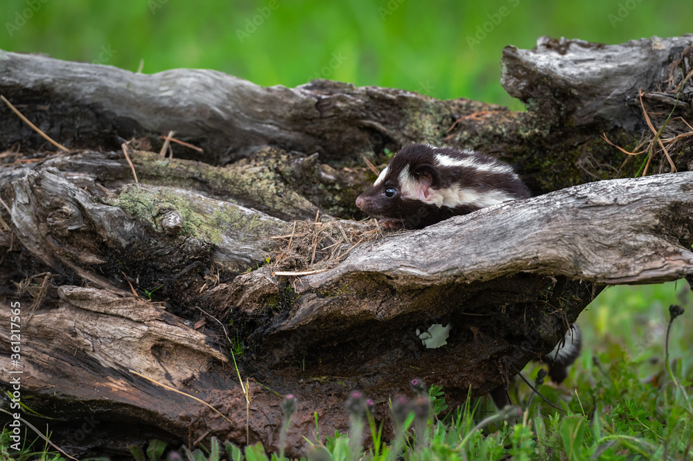 Eastern Spotted Skunk (Spilogale putorius) Peeks Out from Inside Log Summer