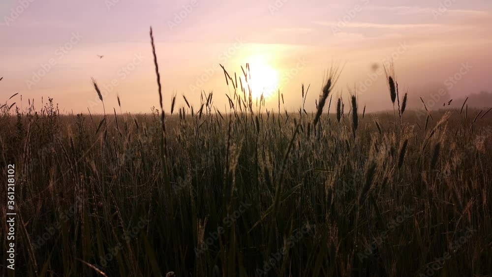 spikelets of wheat in the morning a thick fog. spikelets of wheat in the morning a thick fog.