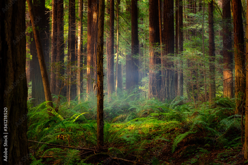 Obraz premium Sunbeams shine through a foggy redwood forest in California at sunset
