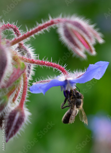 Honeybee pollinating Borage flowers  © NumediaPhoto
