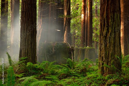 Dekoracja na wymiar  sunbeams-shine-through-a-foggy-redwood-forest-in-california-at-sunset
