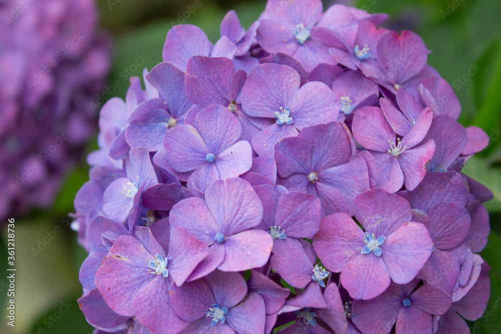 明るい紫の紫陽花のアップ 明るい紫の紫陽花のアップ